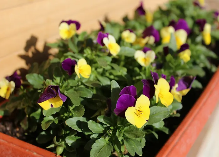 Hotel Fattoria Di Rigone *